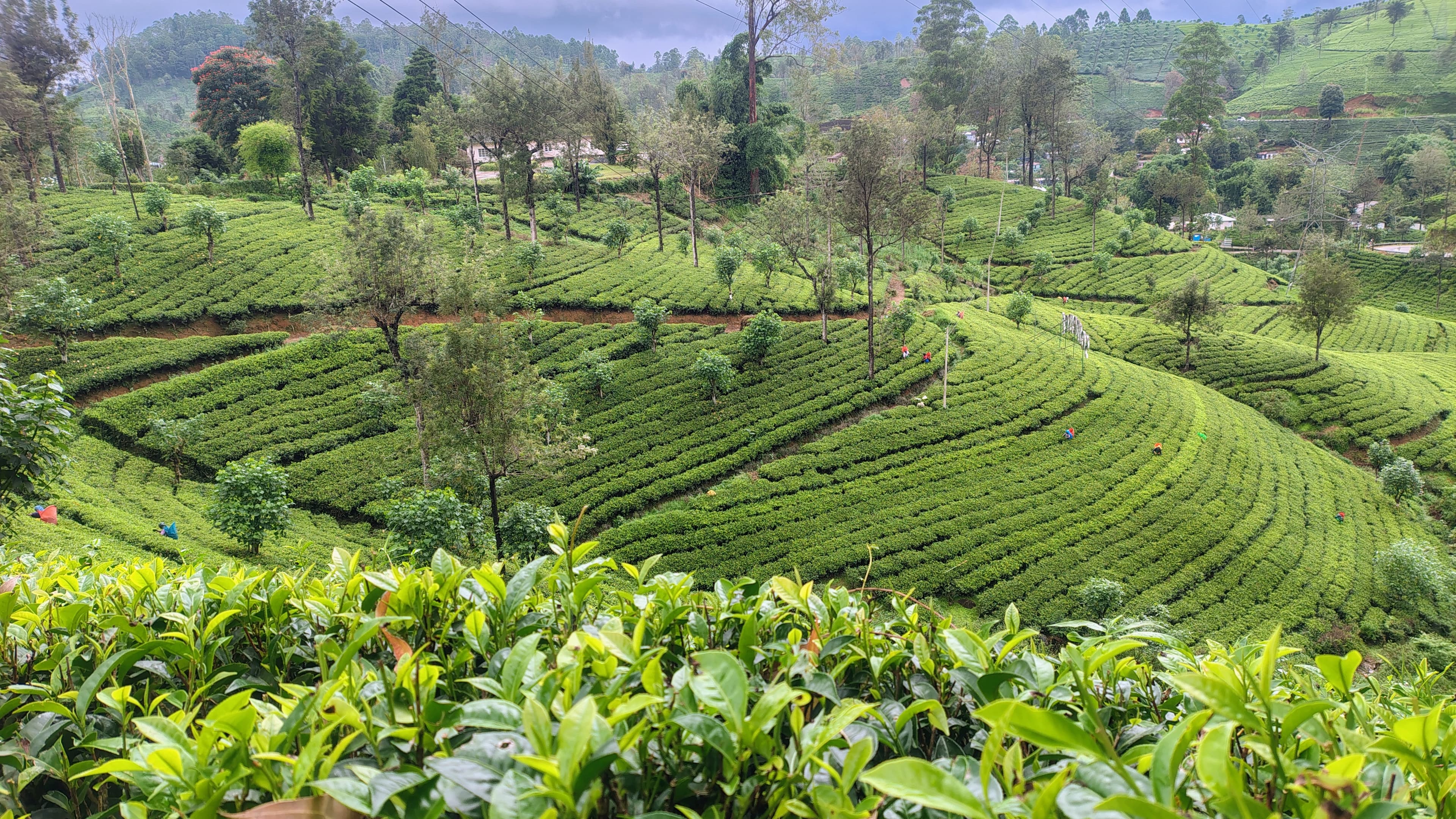 Tea estate in the hill country near Nuwara Eliya, Sri Lanka